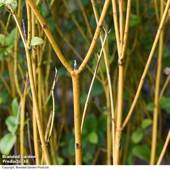 Cornus 'Winter Stems' Collection