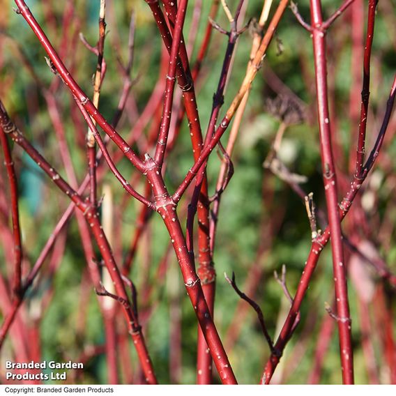 Cornus 'Winter Stems' Collection