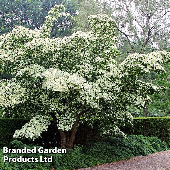 Cornus kousa