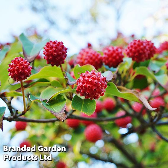 Cornus kousa