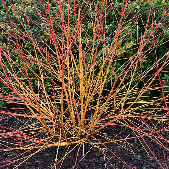 Cornus sanguinea 'Magic Flame'