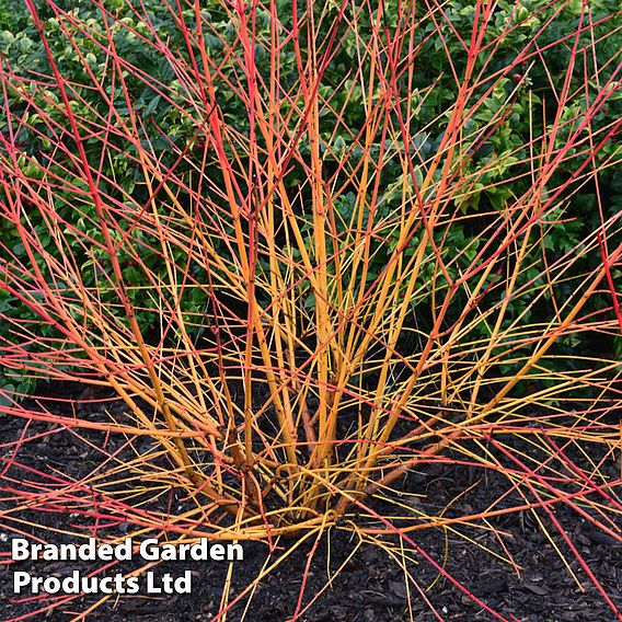 Cornus sanguinea 'Magic Flame' | Dobies