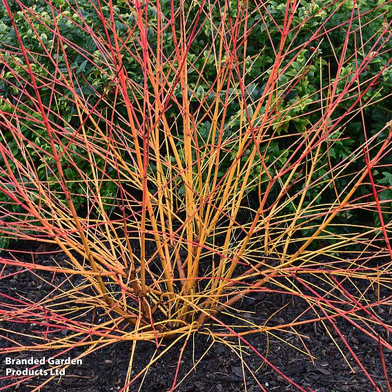 Cornus sanguinea 'Magic Flame'