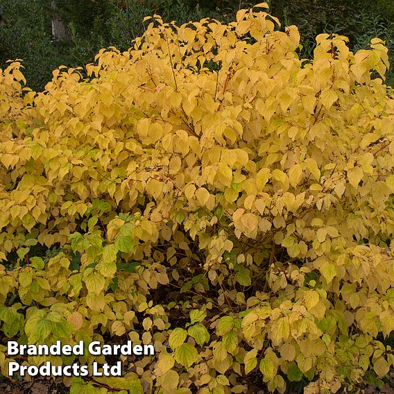 Cornus sanguinea 'Magic Flame'