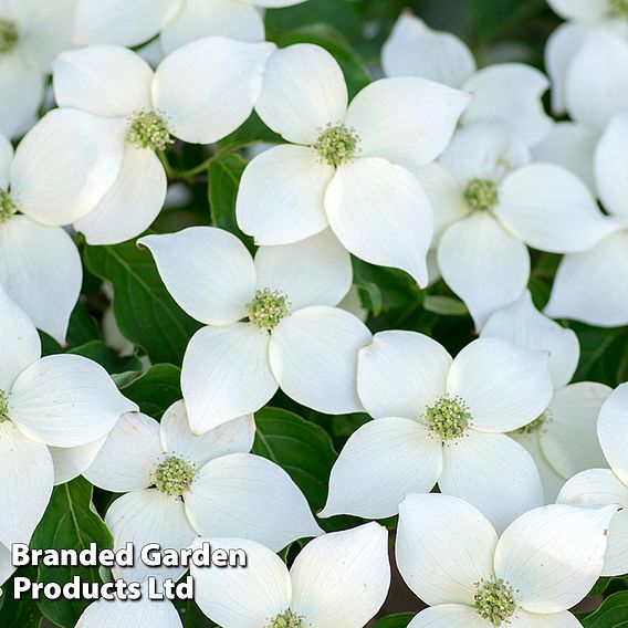 Cornus 'Milky Way'