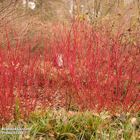 Cornus 'Winter Stems' Collection