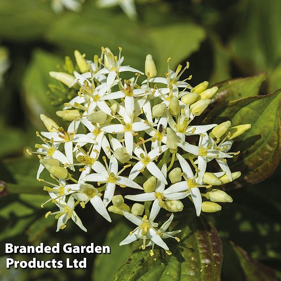 Cornus sanguinea 'Winter Flame'