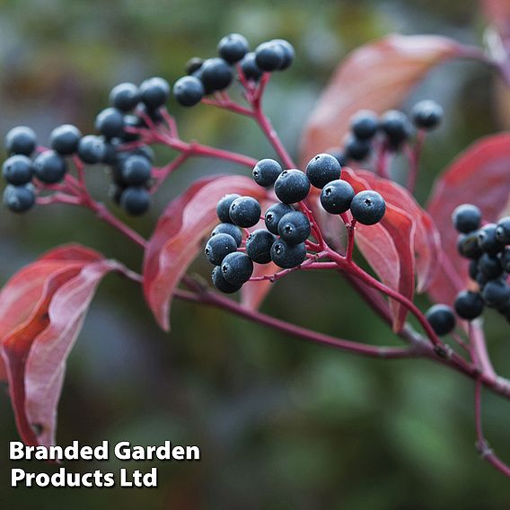 Cornus Winter Duo