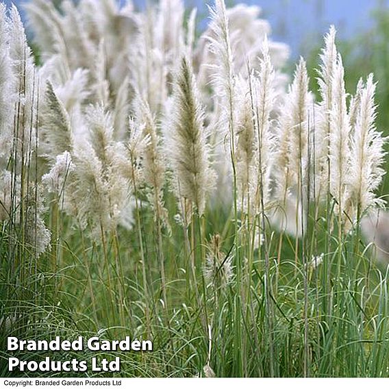 Cortaderia selloana 'Pumila'