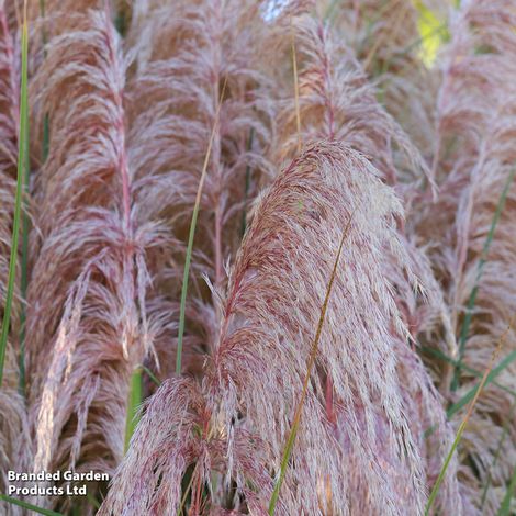 Cortaderia selloana 'Rosea'