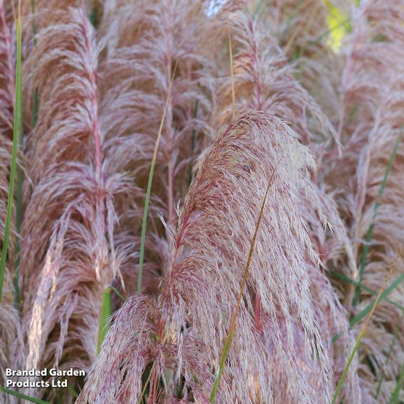 Cortaderia selloana Duo