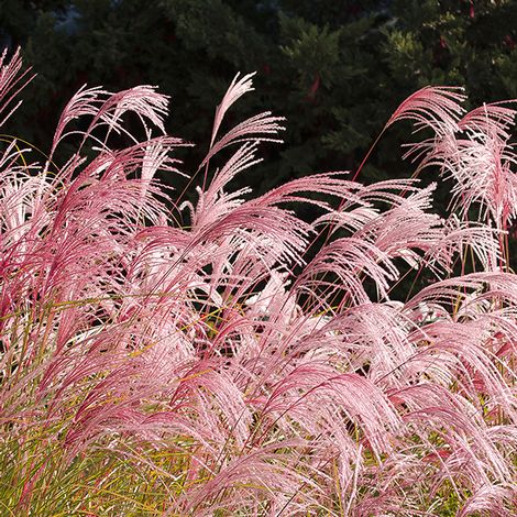 Cortaderia selloana 'Rosea'