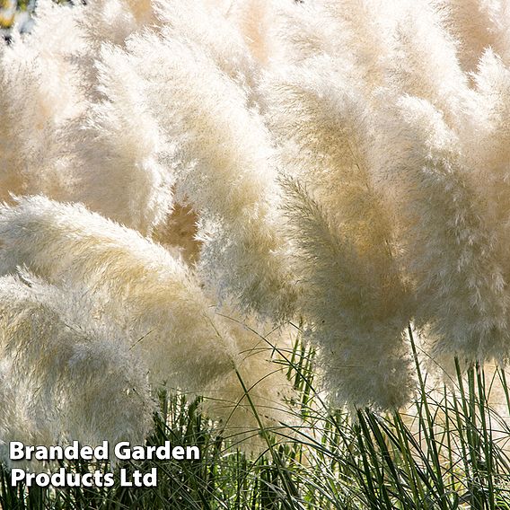 Cortaderia selloana 'White Feather'