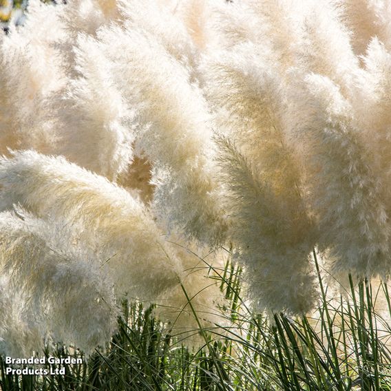 Cortaderia selloana Duo