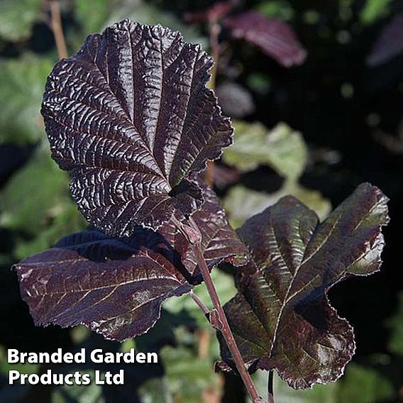 Corylus maxima 'Purpurea'