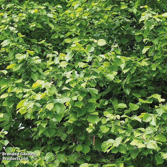 Corylus avellana (Hedging)