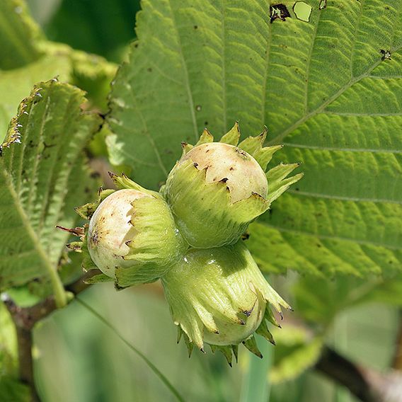 Corylus avellana (Hedging)