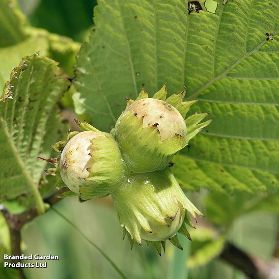 Corylus avellana (Hedging)