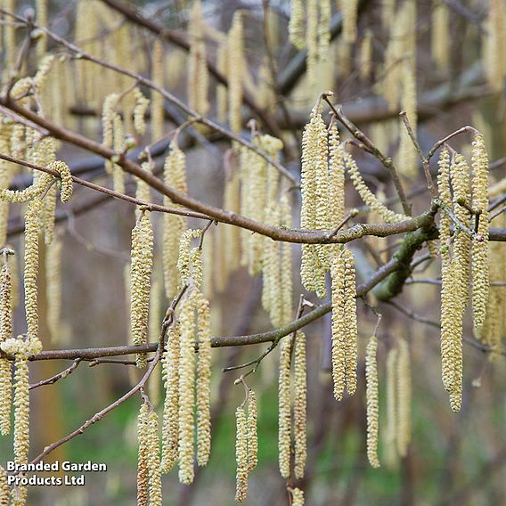 Corylus avellana (Hedging)