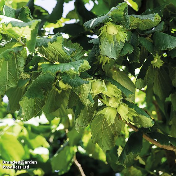 Corylus avellana (Hedging)