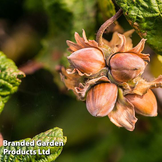 Corylus avellana 'Twister'