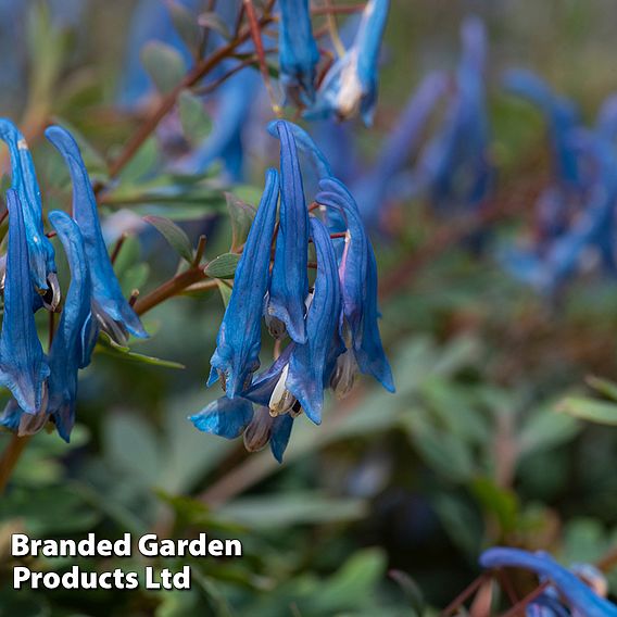 Corydalis 'Blue Heron'