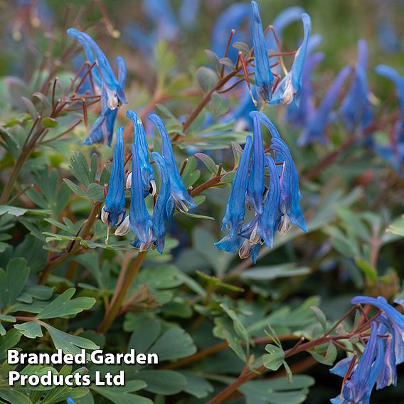 Corydalis 'Blue Heron'