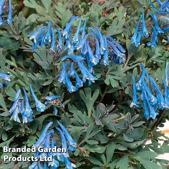 Corydalis 'Blue Heron'