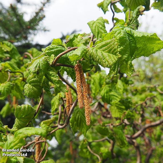 Corylus avellana 'Contorta'