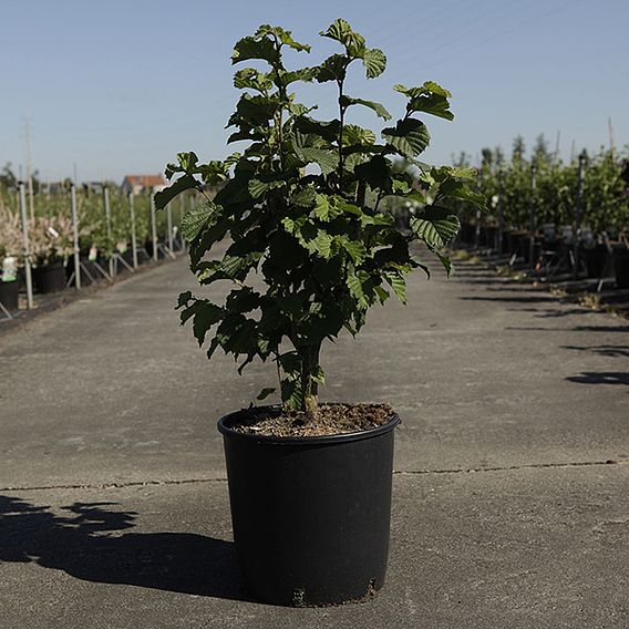 Corylus 'Merveille De Bollwiller'