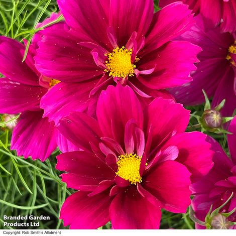 Cosmos bipinnatus 'Fandango' - Seeds