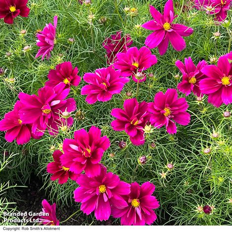 Cosmos bipinnatus 'Fandango' - Seeds