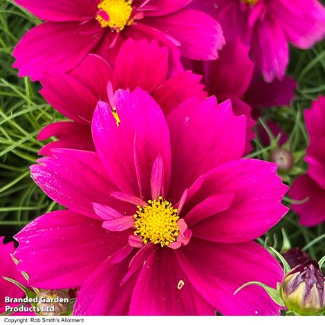 Cosmos bipinnatus 'Fandango' - Seeds