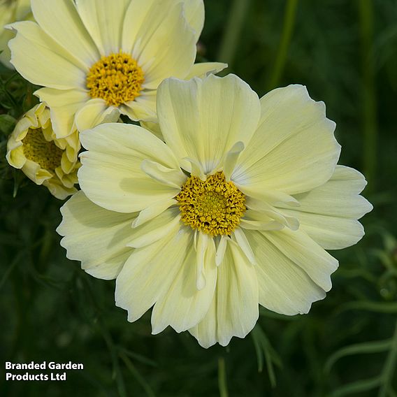 Cosmos 'Xanthos' - Seeds