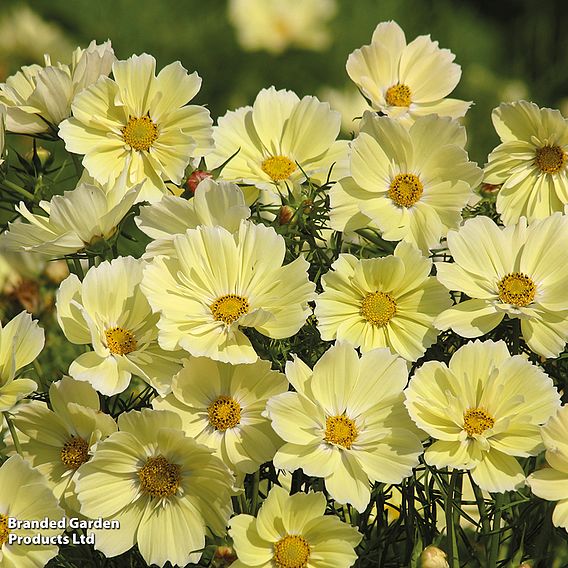 Cosmos 'Xanthos' - Seeds