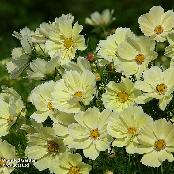 Cosmos 'Xanthos' - Seeds