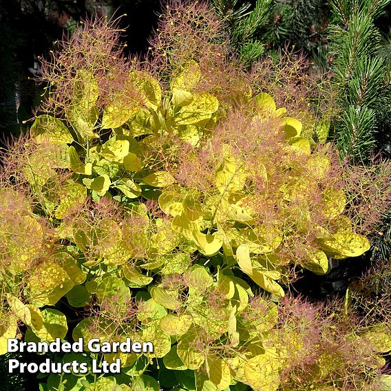 Cotinus coggygria 'Golden Spirit'