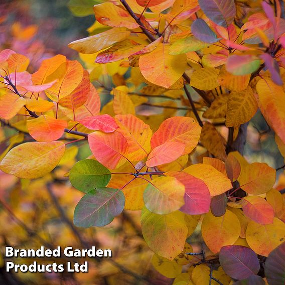 Cotinus coggygria 'Golden Spirit'