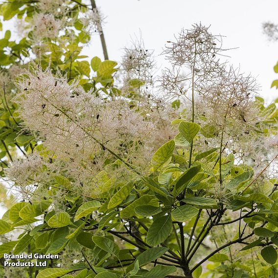 Cotinus coggygria 'Golden Spirit'