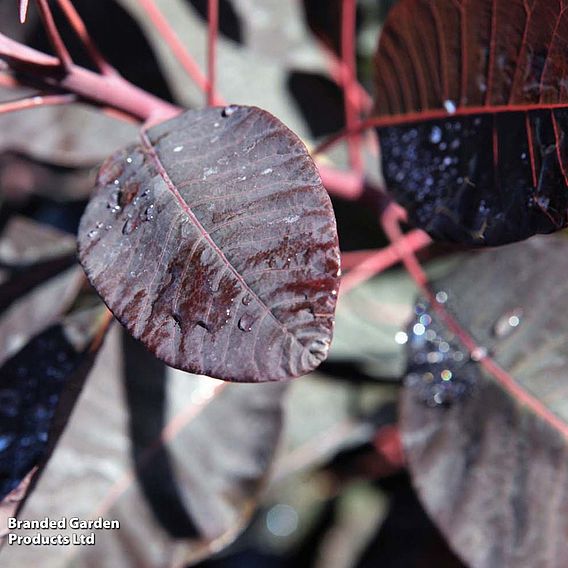 Cotinus 'Grace'