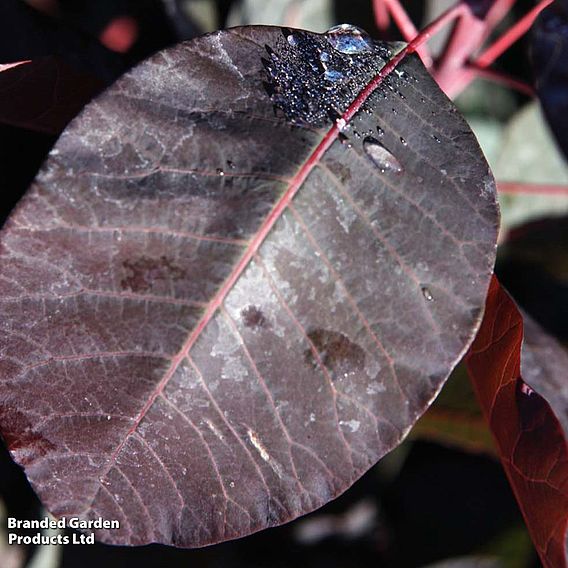 Cotinus 'Grace'