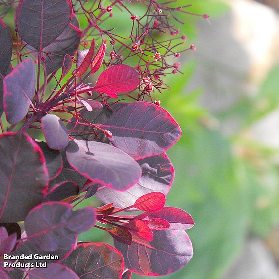 Cotinus coggygria 'Lilla'