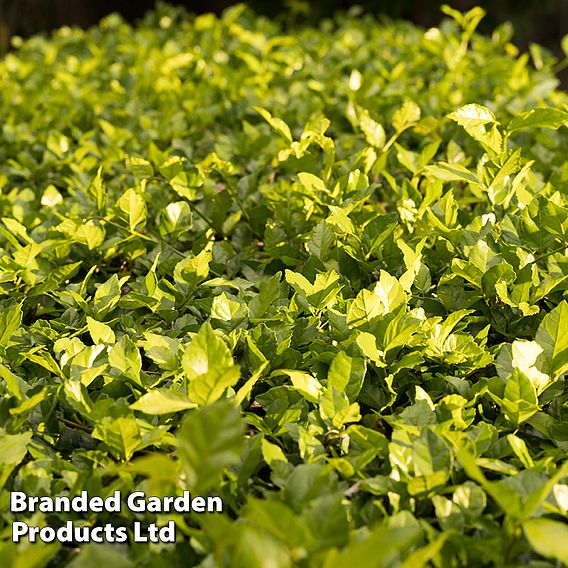 Cotoneaster lucidus