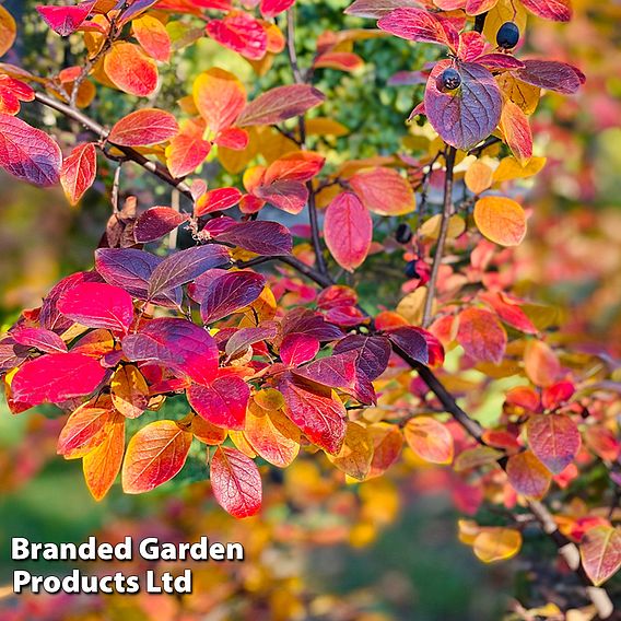 Cotoneaster lucidus