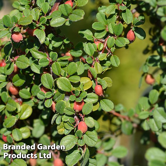 Cotoneaster microphyllus 'Streibs Findling'