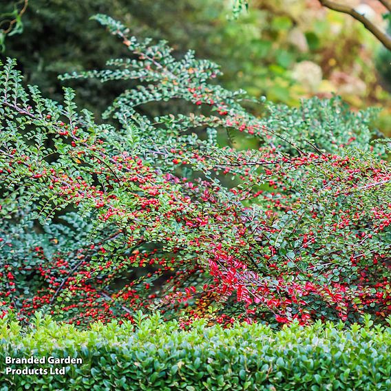 Cotoneaster horizontalis 'Variegatus'