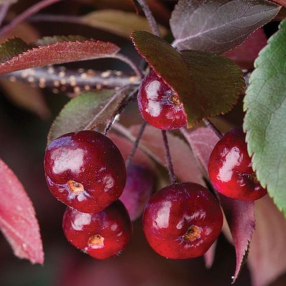 Crab Apple 'Royalty'