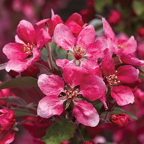 Crab Apple 'Royalty'