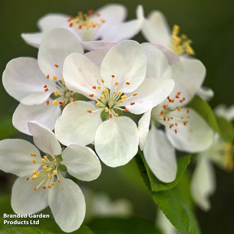 Crab Apple 'Butterball'