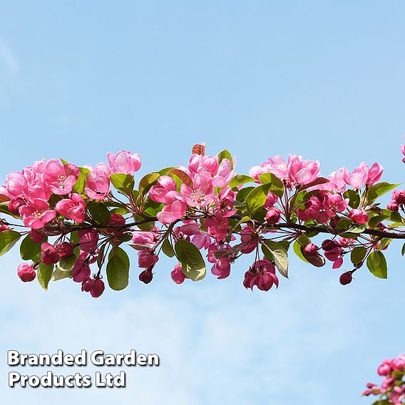 Crab Apple 'Indian Magic'